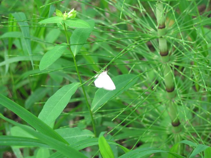 Falena da ID - Lomographa bimaculata